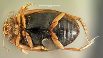 Media type: image;   Entomology 5994 Aspect: habitus ventral view